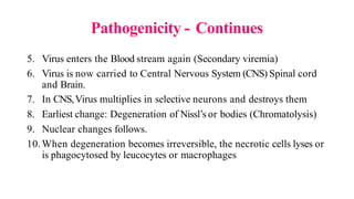 Pathogenicity - Continues
5. Virus enters the Blood stream again (Secondary viremia)
6. Virus is now carried to Central Nervous System (CNS) Spinal cord
and Brain.
7. In CNS,Virus multiplies in selective neurons and destroys them
8. Earliest change: Degeneration of Nissl’s or bodies (Chromatolysis)
9. Nuclear changes follows.
10.When degeneration becomes irreversible, the necrotic cells lyses or
is phagocytosed by leucocytes or macrophages
 