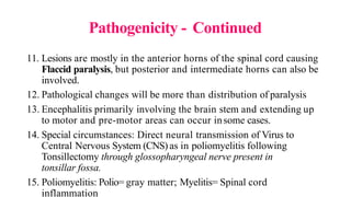 Pathogenicity - Continued
11. Lesions are mostly in the anterior horns of the spinal cord causing
Flaccid paralysis, but posterior and intermediate horns can also be
involved.
12. Pathological changes will be more than distribution of paralysis
13. Encephalitis primarily involving the brain stem and extending up
to motor and pre-motor areas can occur insome cases.
14. Special circumstances: Direct neural transmission of Virus to
Central Nervous System (CNS) as in poliomyelitis following
Tonsillectomy through glossopharyngeal nerve present in
tonsillar fossa.
15. Poliomyelitis: Polio= gray matter; Myelitis= Spinal cord
inflammation
 