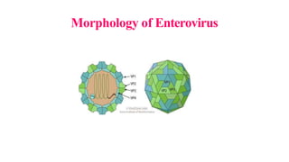 Morphology of Enterovirus
 