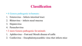 Classification
• 4 Genera pathogenic to humans:
1. Enterovirus – Infects intestinal tract
2. Rhinovirus – infects nasal mucosa
3. Hepatovirus
4. Paraechovirus
• 2 more Genera pathogenic for animals
1. Aphthovirus – Foot and Mouth disease of catlle
2. Cardiovirus – Encephalomyocarditis virus that infects mice
 