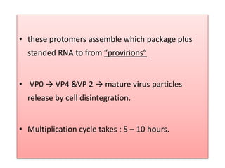 • these protomers assemble which package plus
  standed RNA to from ”provirions”


• VP0 → VP4 &VP 2 → mature virus particles
  release by cell disintegration.


• Multiplication cycle takes : 5 – 10 hours.
 