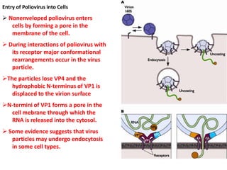 Entry of Poliovirus into Cells
 Nonenveloped poliovirus enters
   cells by forming a pore in the
   membrane of the cell.
 During interactions of poliovirus with
   its receptor major conformational
   rearrangements occur in the virus
   particle.
The particles lose VP4 and the
   hydrophobic N-terminus of VP1 is
   displaced to the virion surface
N-termini of VP1 forms a pore in the
  cell mebrane through which the
  RNA is released into the cytosol.
 Some evidence suggests that virus
   particles may undergo endocytosis
   in some cell types.
 