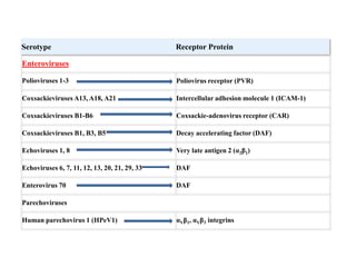 Serotype                                       Receptor Protein

Enteroviruses

Polioviruses 1-3                               Poliovirus receptor (PVR)

Coxsackieviruses A13, A18, A21                 Intercellular adhesion molecule 1 (ICAM-1)

Coxsackieviruses B1-B6                         Coxsackie-adenovirus receptor (CAR)

Coxsackieviruses B1, B3, B5                    Decay accelerating factor (DAF)

Echoviruses 1, 8                               Very late antigen 2 (α2β1)

Echoviruses 6, 7, 11, 12, 13, 20, 21, 29, 33   DAF

Enterovirus 70                                 DAF

Parechoviruses

Human parechovirus 1 (HPeV1)                   αVβ1, αVβ3 integrins
 