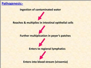 Pathogenesis:-
            Ingestion of contaminated water



       Reaches & multiplies in intestinal epithelial cells



            Further multiplication in peyer’s patches



                     Enters to regional lymphatics



                 Enters into blood stream (viraemia)
 