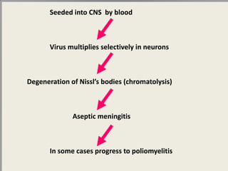 Seeded into CNS by blood



       Virus multiplies selectively in neurons



Degeneration of Nissl’s bodies (chromatolysis)



              Aseptic meningitis



       In some cases progress to poliomyelitis
 