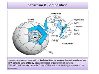 Structure & Composition




Structure of a typical picornavirus. Exploded diagram showing internal location of the
RNA genome surrounded by capsid composed of pentamers of proteins
VP1, VP2, VP3, and VP4. Note the "canyon" depression surrounding the vertex of the
pentamer.
 