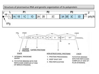 Structure of picornavirus RNA and genetic organization of its polyprotein
 