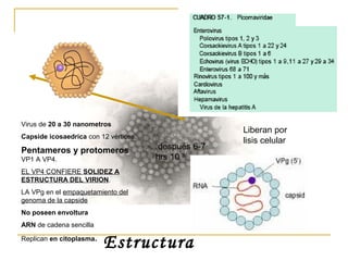 Virus de 20 a 30 nanometros
Capside icosaedrica con 12 vértices.
Pentameros y protomeros
VP1 A VP4.
EL VP4 CONFIERE SOLIDEZ A
ESTRUCTURA DEL VIRION.
LA VPg en el empaquetamiento del
genoma de la capside
No poseen envoltura
ARN de cadena sencilla
Replican en citoplasma.
Estructura
después 6-7
hrs 10 5
Liberan por
lisis celular
 