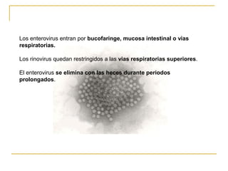 Los enterovirus entran por bucofaringe, mucosa intestinal o vias
respiratorias.
Los rinovirus quedan restringidos a las vias respiratorias superiores.
El enterovirus se elimina con las heces durante periodos
prolongados.
 