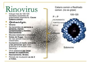 Rinovirus Incluye mas de 100-120
serotipos causantes de
enfermedad respiratoria. Causa
Catarro común.
 Epidemiología.
 Verano
 Se transmiten de persona a
persona, manos
contaminadas y fomites.
Hacinamiento
 Mucosa nasal,oral y conjuntival.
 Gotas de flugge. Secreciones
de vías aereas respiratorias e
intestinales.
 Contamina al medio ambiente
y las personas que están
próximas a el reciben esta
descarga.
 Virus sobrevive por largo
tiempo en superficies.
 Hacinamiento. Brotes.
 Periodo de incubación es de 2
a 4 días.
Catarro común o Resfriado
común. (no es gripe)
P – P
HACINAMIENTO
FOMITES-manos
GOTAS
Sobrevive
Brotes
mucosas
100-120
 
