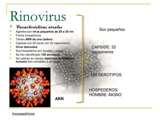 Rinovirus Características virales
 Agentes son virus pequeños de 20 a 30 nm
 Forma icosaedricos
 Tienen ARN de una cadena
 Capside con 20 caras con 32 capsomeros
 Virus desnudos
 Sus hospederos son hombre y mono
 Se han identificado 120 serotipos.
 Se cultivan en células diploides de embrión
humano Son sensibles a pH acido.
Son pequeños
ARN
120 SEROTIPOS
HOSPEDEROS:
HOMBRE -MONO
CAPSIDE: 32
capsomeros
Icosaedricos
 