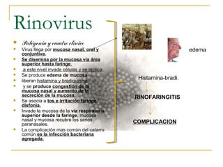Rinovirus
 Patógenia y cuadro clínico
 Virus llega por mucosa nasal, oral y
conjuntiva.
 Se disemina por la mucosa vía área
superior hasta faringe.
 a este nivel invade células y se replica.
 Se produce edema de mucosa
 liberan histamina y bradiquinina
 y se produce congestión de la
mucosa nasal y aumento de la
secreción de la mucosa.
 Se asocia a tos e irritación faringe,
disfonia.
 Invade la mucosa de la via respiratoria
superior desde la faringe, mucosa
nasal y mucosa recubre los senos
paranasales.
 La complicación mas común del catarro
común es la infección bacteriana
agregada.
Histamina-bradi.
edema
COMPLICACION
RINOFARINGITIS
 