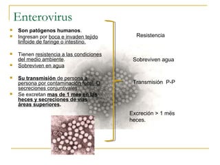 Enterovirus
 Son patógenos humanos.
 Ingresan por boca e invaden tejido
linfoide de faringe o intestino.
 Tienen resistencia a las condiciones
del medio ambiente.
 Sobreviven en agua
 Su transmisión de persona a
persona por contaminación fecal. O
secreciones conjuntivales.
 Se excretan mas de 1 mes en las
heces y secreciones de vías
áreas superiores.
Resistencia
Sobreviven agua
Transmisión P-P
Excreción > 1 mës
heces.
 