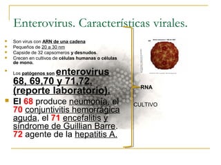 Enterovirus. Características virales.
 Son virus con ARN de una cadena
 Pequeños de 20 a 30 nm
 Capside de 32 capsomeros y desnudos.
 Crecen en cultivos de células humanas o células
de mono.

Los patógenos son enterovirus
68, 69,70 y 71,72.
(reporte laboratorio).
 El 68 produce neumonía, el
70 conjuntivitis hemorrágica
aguda, el 71 encefalitis y
síndrome de Guillian Barre.
72 agente de la hepatitis A.
RNA
CULTIVO
 