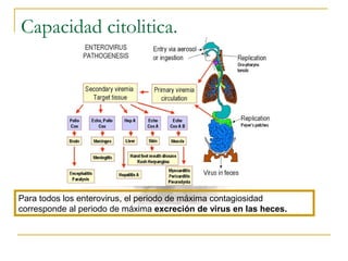 Capacidad citolitica.
Para todos los enterovirus, el periodo de máxima contagiosidad
corresponde al periodo de máxima excreción de virus en las heces.
 