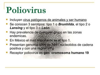 Poliovirus
 Incluyen virus patógenos de animales y ser humano
 Se conocen 3 serotipos: tipo 1 o Brunhilda, el tipo 2 o
Lansing y el tipo 3 o León.
 Hay prevalencia de cualquier grupo en las zonas
endemicas.
 En México el mas importante es el tipo 1.
 Presentan genoma ARN de 7441 nucleotidos de cadena
positiva y con una región VPg
 Receptor poliovirus es gen cromosoma humano 19
 