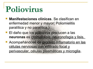 Poliovirus
 Manifestaciones clínicas. Se clasifican en
enfermedad menor y mayor( Poliomielitis
paralítica y no paralítica.)
 El daño que los poliovirus producen a las
neuronas es cromatolisis, neuronofagia y lisis.
 Acompañándose de proceso inflamatorio en las
células nerviosas con infiltrado focal y
perivascular, células plasmáticas y microglia.
 