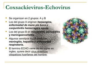 Coxsackievirus-Echovirus
 Se organizan en 2 grupos: A y B
 Los del grupo A originan herpangina,
enfermedad de mano pie boca y
conjuntivitis hemorragica aguda.
 Los del grupo B en miocarditis, pericarditis
y meningoencefalitis.
 Algunos serotipos A y B producen
meningitis, hepatitis y enfermedad
respiratoria.
 El termino ECHO viene de las siglas en
ingles, quiere decir virus entericos
citopaticos huerfanos del hombre.
 