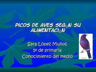 Picos de aves según su alimentación Sara López Muñoz  5º de primaria  Conocimiento del medio  