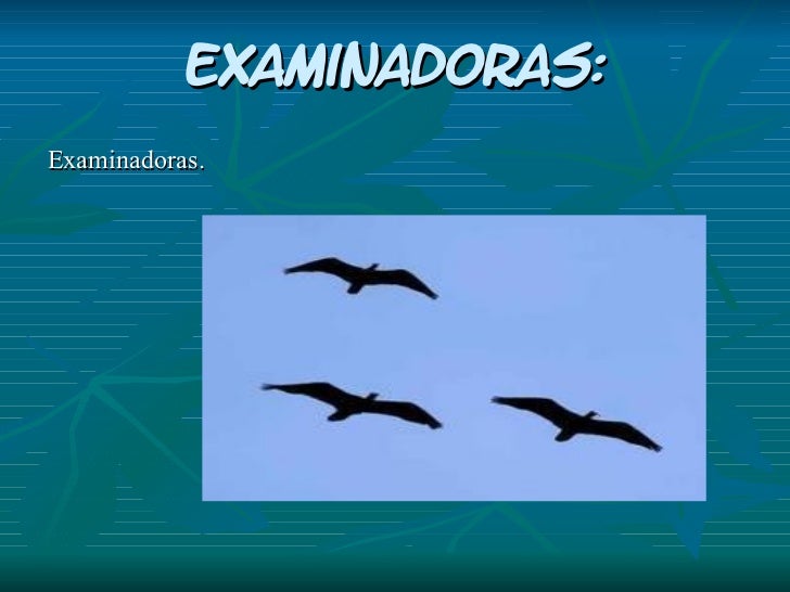 Picos De Aves Segun Su Alimentacion