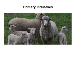 Primary Industries 