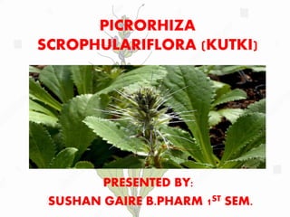 PICRORHIZA
SCROPHULARIFLORA (KUTKI)
PRESENTED BY:
SUSHAN GAIRE B.PHARM 1ST SEM.
 