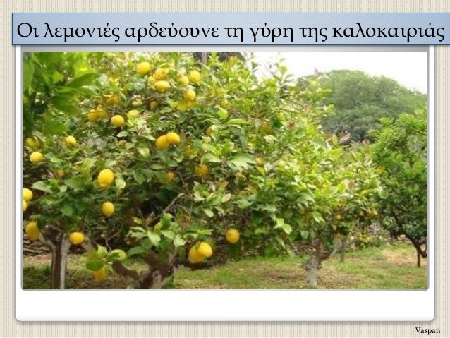 Îι λεμονιÎÏ Î±ÏδεÏοÏ
νε Ïη γÏÏη ÏÎ·Ï ÎºÎ±Î»Î¿ÎºÎ±Î¹ÏιάÏ
Vaspan