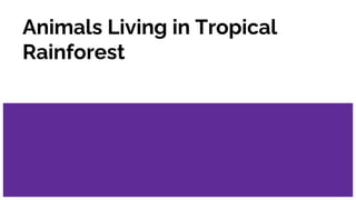 Animals Living in Tropical
Rainforest
 