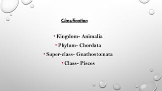 Comprehensive Overview of Pisces: Classification, Characteristics, and ...
