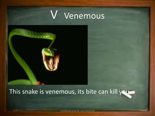 V      Venemous




This snake is venemous, its bite can kill you.

                   created by A.M.M. van Koetsveld
 
