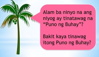 Alam ba ninyo na ang
niyog ay tinatawag na
“Puno ng Buhay”?
Bakit kaya tinawag
itong Puno ng Buhay?
 