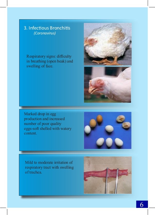 book microcirculation current physiologic medical