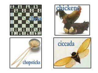 chess chopsticks chickens ciccada 