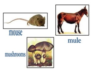 mouse mushrooms mule 