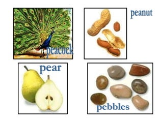 peacock pear peanut pebbles 