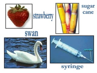 strawberry swan sugar  cane syringe 