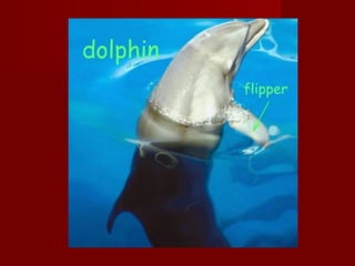 Picture dictionary 5