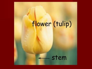 Picture dictionary 5