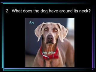 2. What does the dog have around its neck?
 
