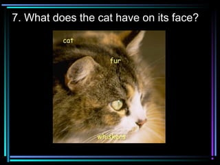 7. What does the cat have on its face?
 