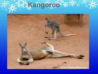 Kangoroo
 