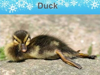 Duck
 