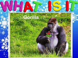 Gorilla
 