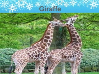Giraffe
 