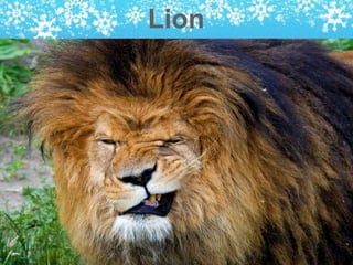 Lion
 