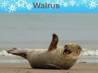 Walrus
 