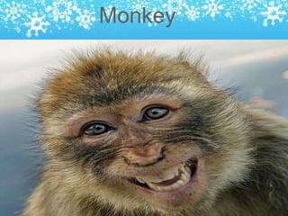 Monkey
 
