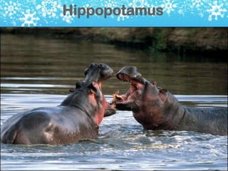 Hippopotamus
 