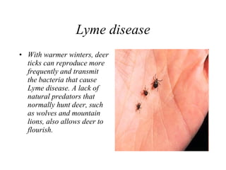 Lyme disease With warmer winters, deer ticks can reproduce more frequently and transmit the bacteria that cause Lyme disease. A lack of natural predators that normally hunt deer, such as wolves and mountain lions, also allows deer to flourish.   
