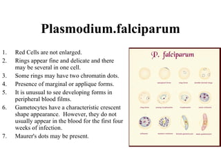Plasmodium.falciparum Red Cells are not enlarged. Rings appear fine and delicate and there may be several in one cell. Some rings may have two chromatin dots. Presence of marginal or applique forms. It is unusual to see developing forms in peripheral blood films. Gametocytes have a characteristic crescent shape appearance.  However, they do not usually appear in the blood for the first four weeks of infection. Maurer's dots may be present. 